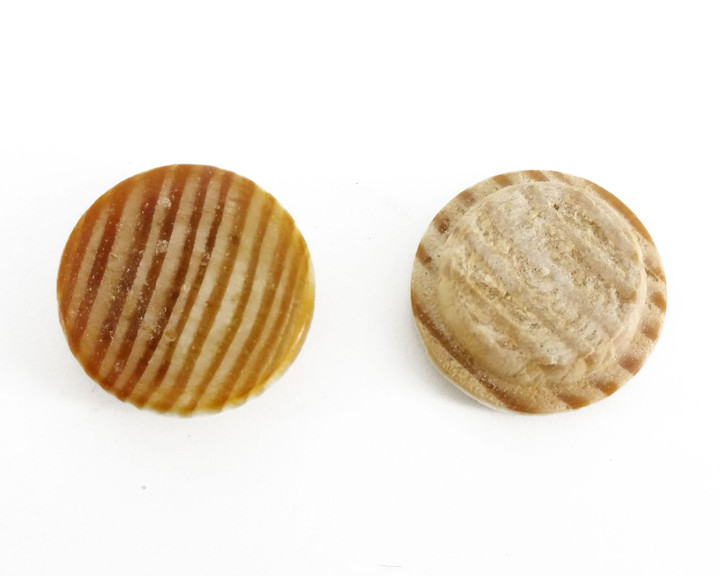 Zaślepka do schodów, sosna ∅15 mm, 100 sztuk